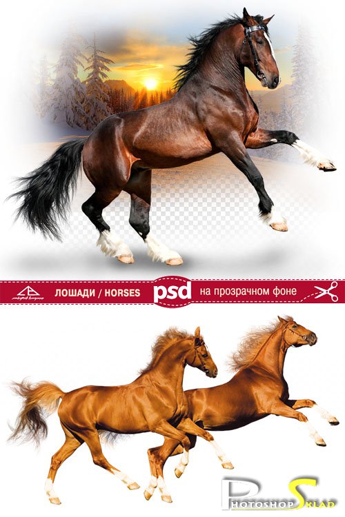 Лошади на прозрачном фоне | Horses on a transparent background